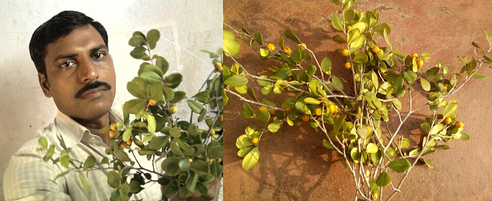Diospyros geminata (scaly ebony) (alternate view 6)