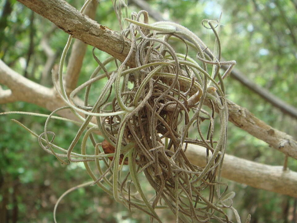 Tillandsia recurvata (ballmoss)
