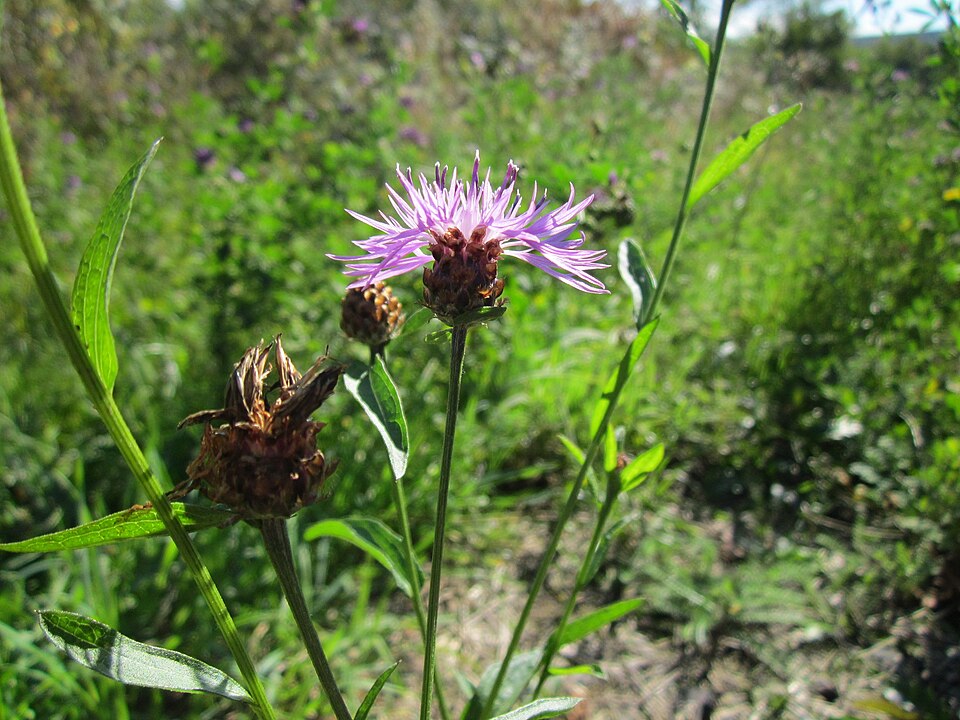 Centaurea jacea (Brown Knapweed)