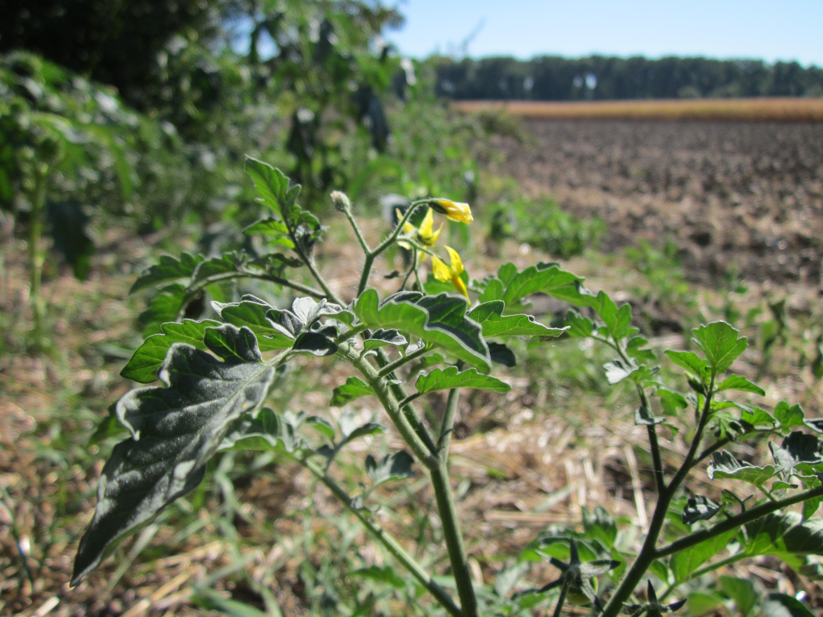 Solanum lycopersicum, tomato (Solanaceae) (image 1 of 5)
