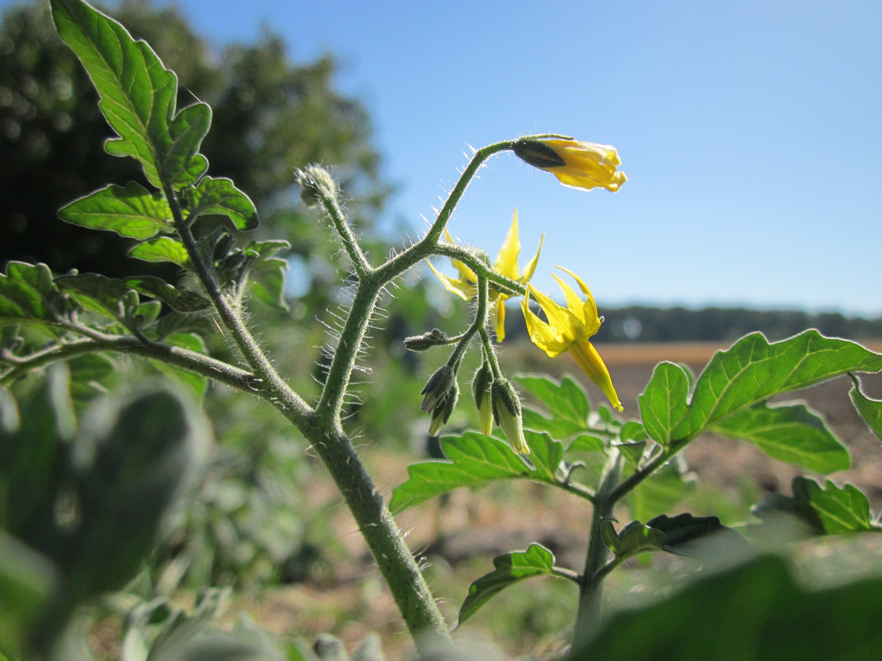 Solanum lycopersicum, tomato (Solanaceae) (image 2 of 5)