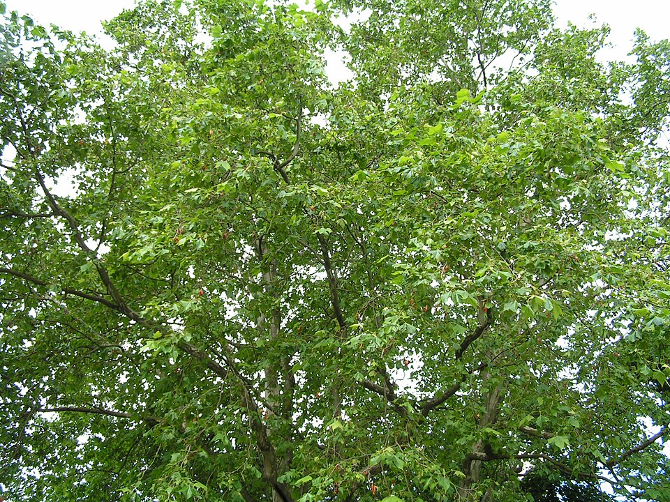 Platanus × hispanica (London Plane) (alternate view 6)