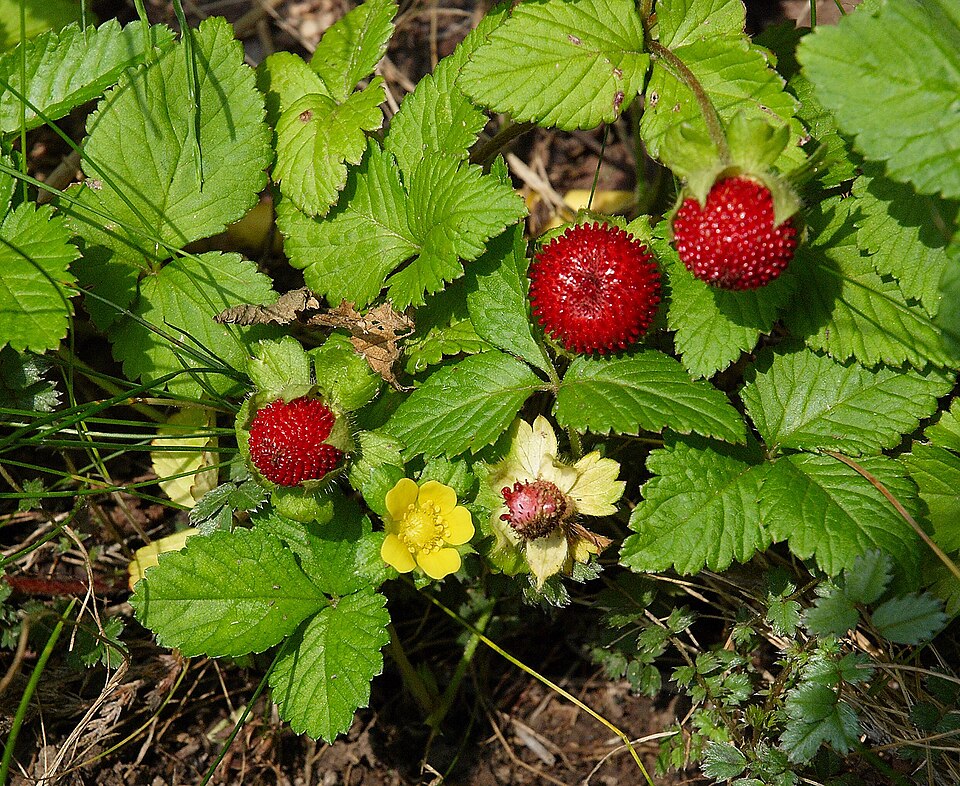 Potentilla indica (mock strawberry)