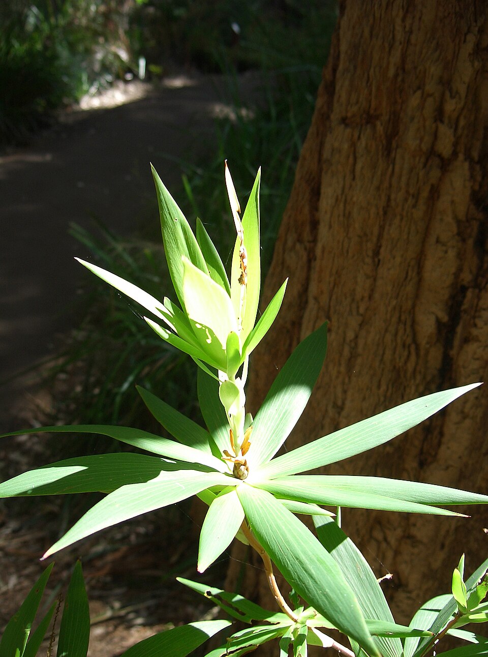 Leucopogon verticillatus (Tassel Flower) (alternate view 6)