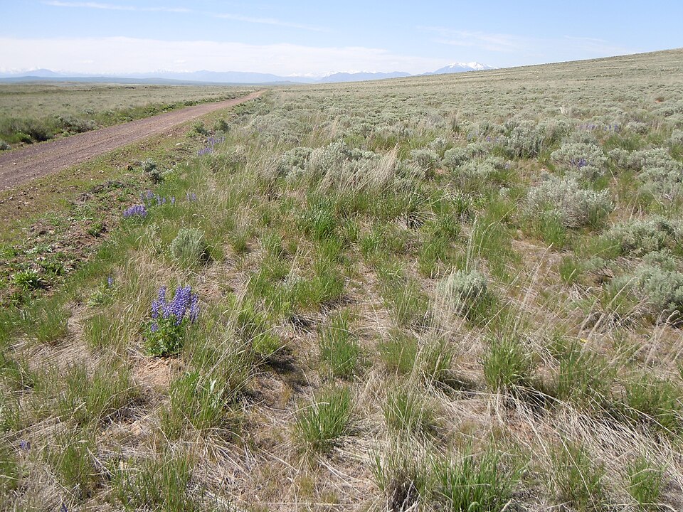 Lupinus argenteus (silvery lupine) (alternate view 6)