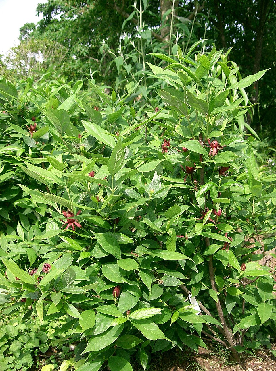 Calycanthus floridus (Carolina sweetshrub) (alternate view 9)