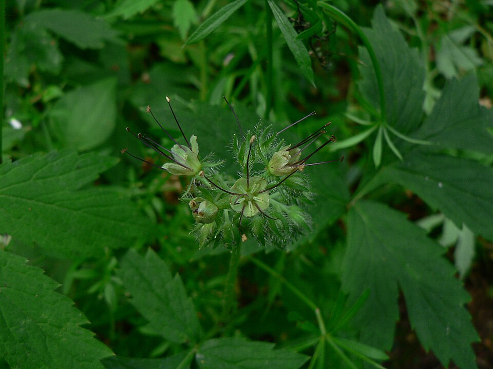 Hydrophyllum tenuipes (Pacific waterleaf) (alternate view 8)
