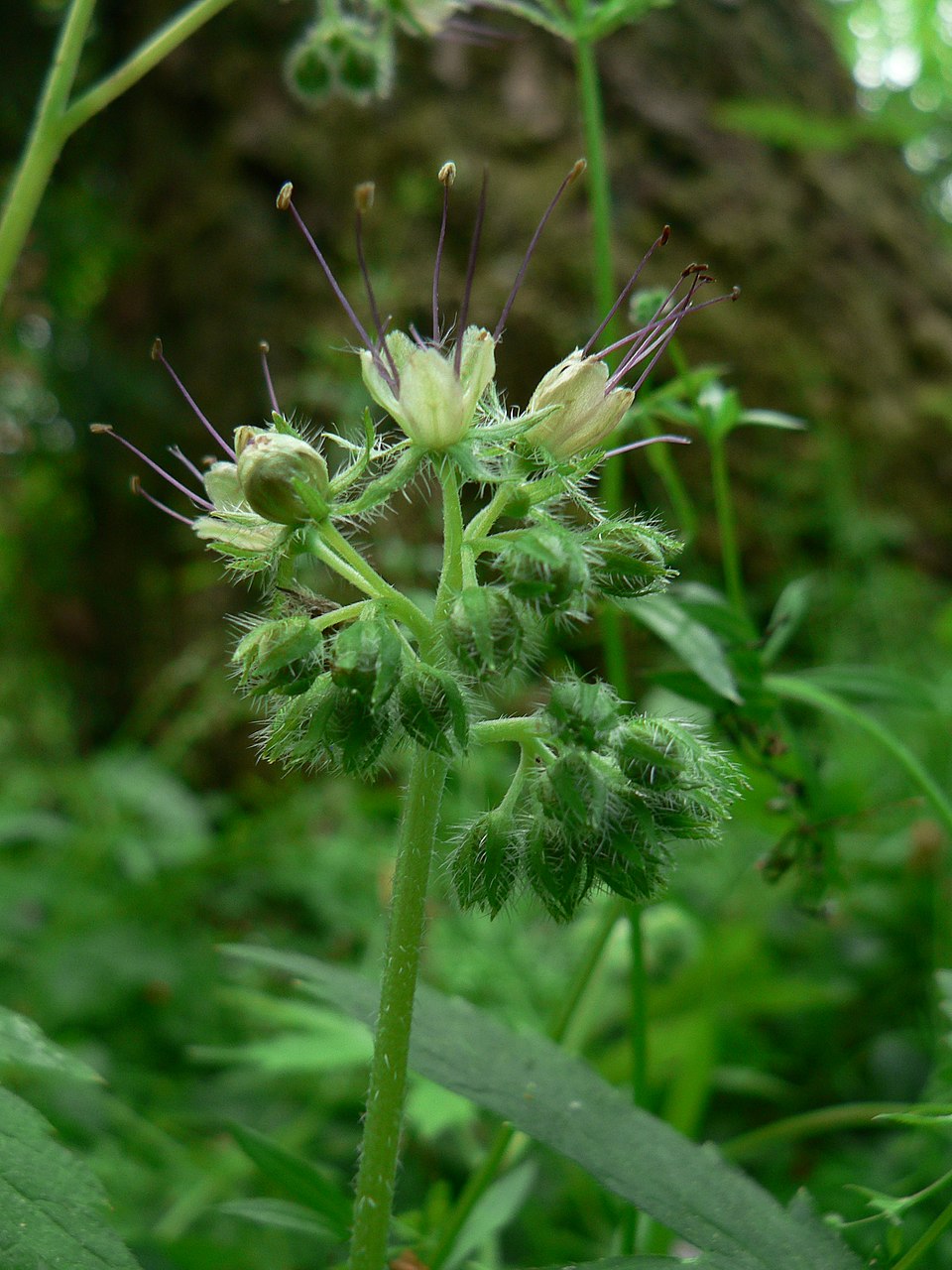 Hydrophyllum tenuipes (Pacific waterleaf) (alternate view 9)