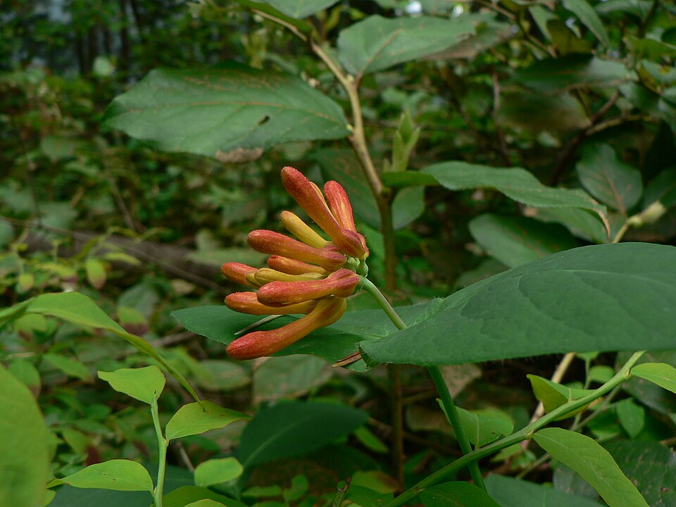Lonicera ciliosa (trumpet honeysuckle) (alternate view 7)