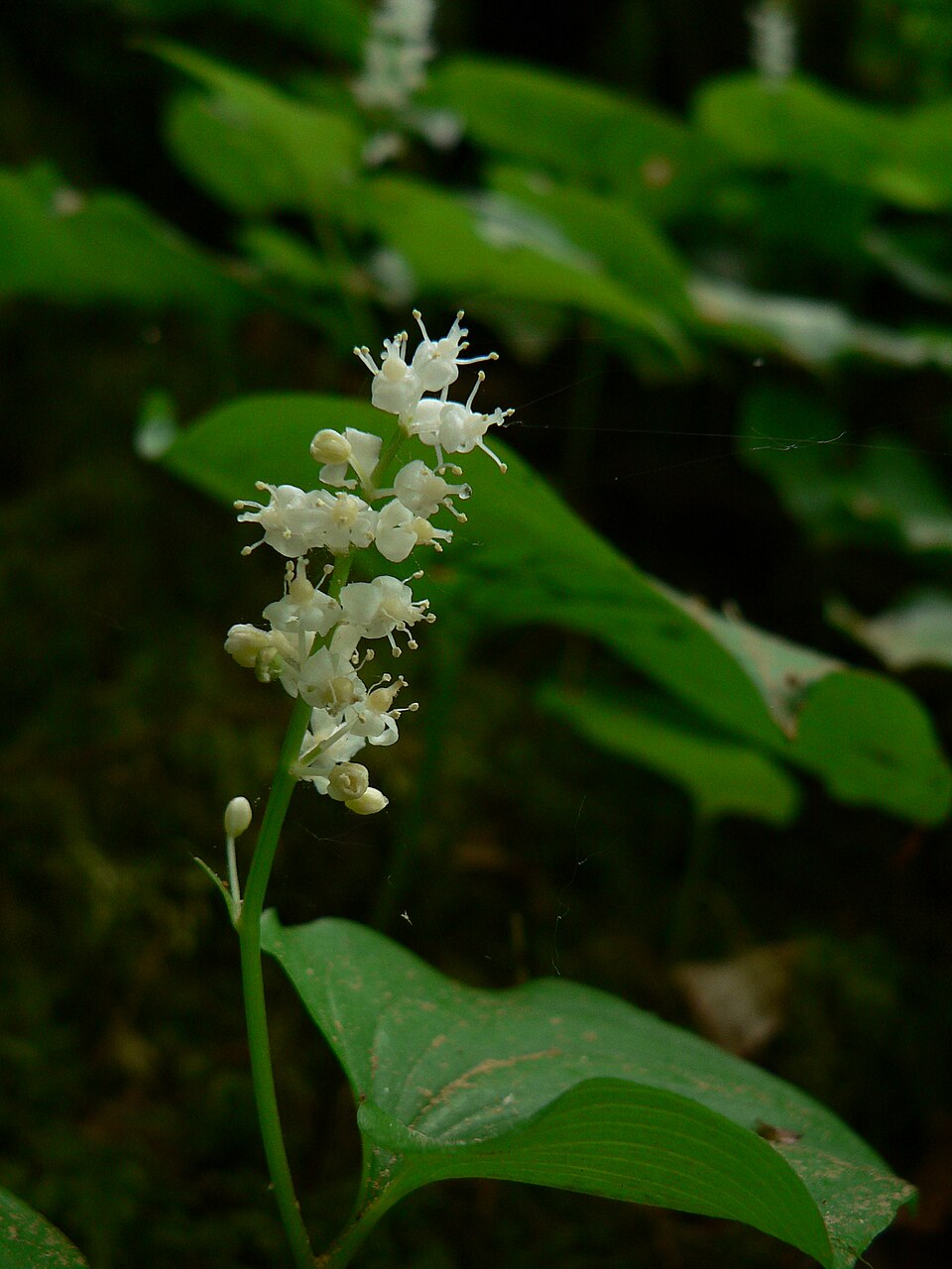 Maianthemum dilatatum (false lily of the valley) (alternate view 10)