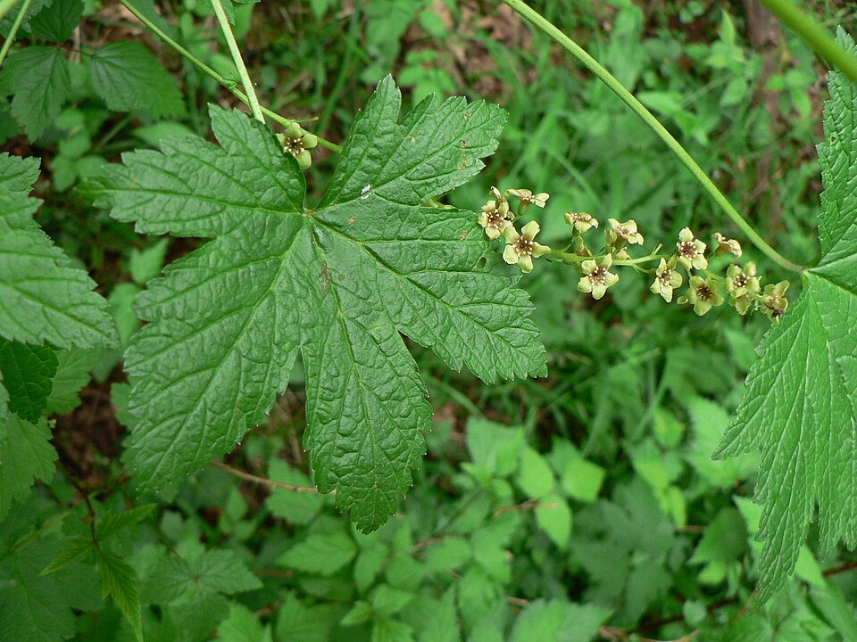 Ribes bracteosum (stink current) (alternate view 8)