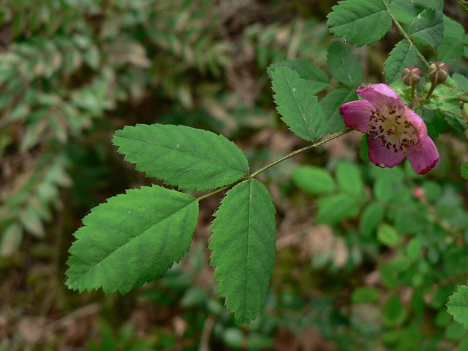 Rosa gymnocarpa (bald-hip rose) (alternate view 5)