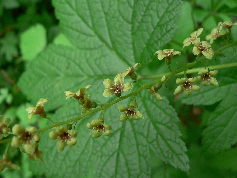 Ribes bracteosum (stink current) (alternate view 9)