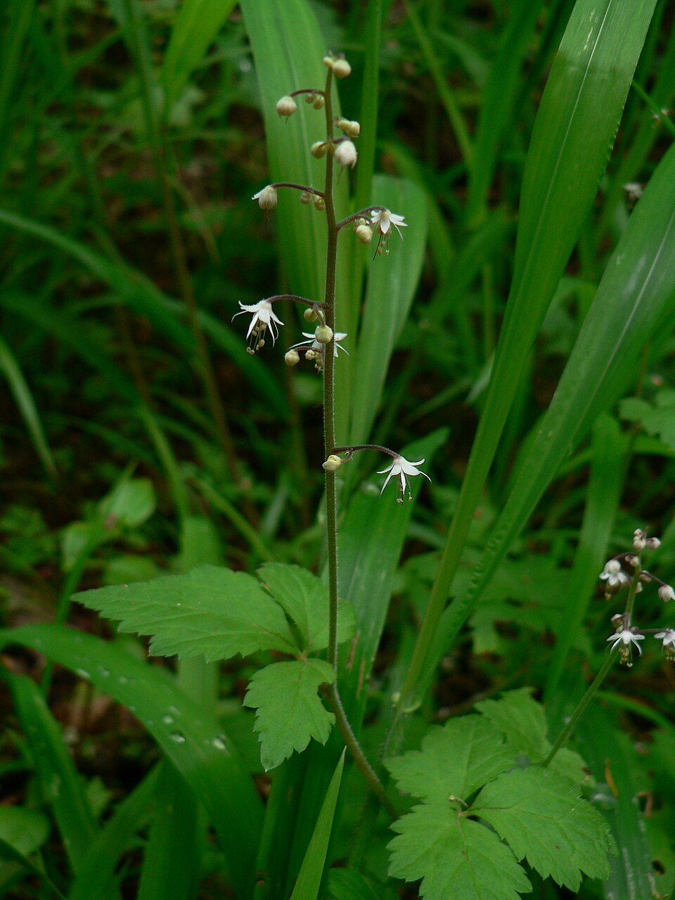Tiarella trifoliata (foamflower) (alternate view 8)