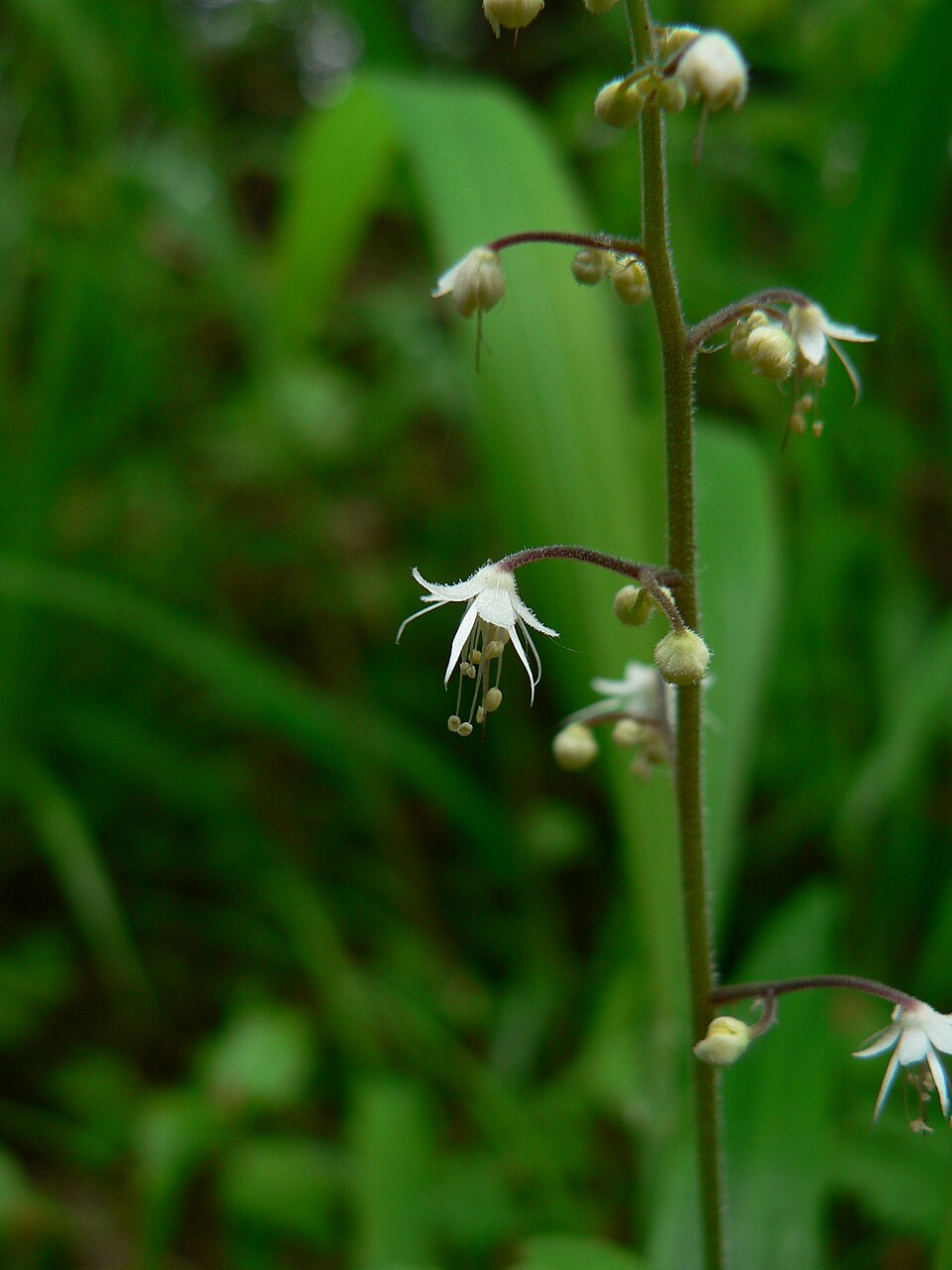 Tiarella trifoliata (foamflower) (alternate view 9)