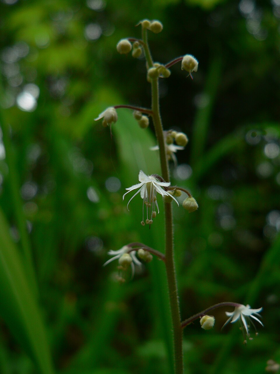 Tiarella trifoliata (foamflower) (alternate view 10)