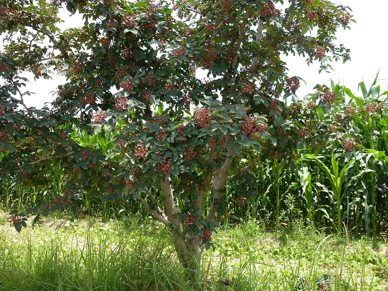 Zanthoxylum piperitum, Japanese pepper — upright deciduous (Rutaceae) (image 6 of 10)