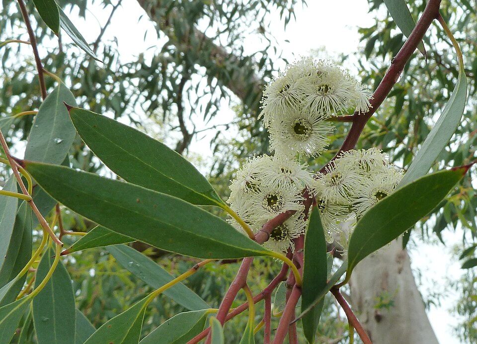 Eucalyptus coccifera (Tasmanian Snow Gum) (alternate view 8)