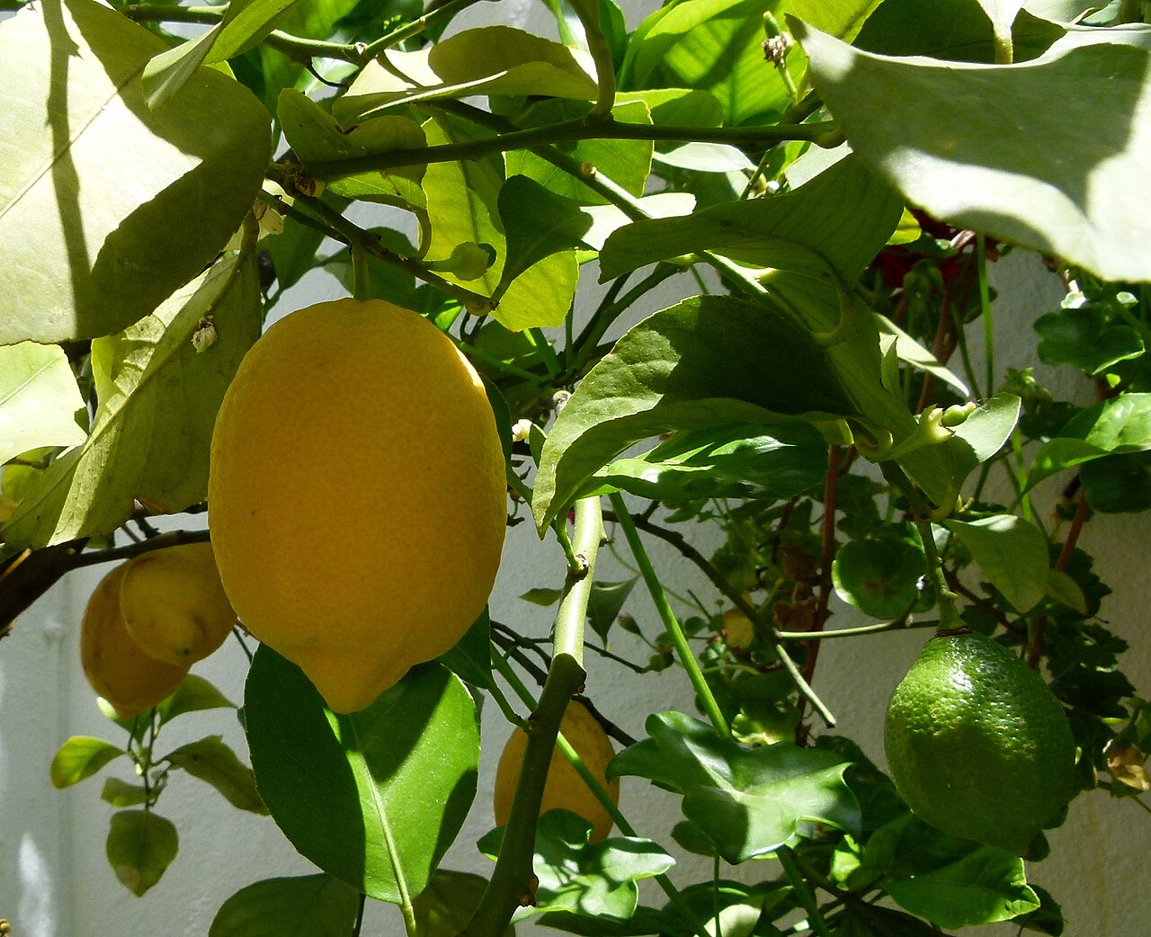 Citrus limon, Lemon — upright evergreen (Rutaceae) (image 7 of 9)