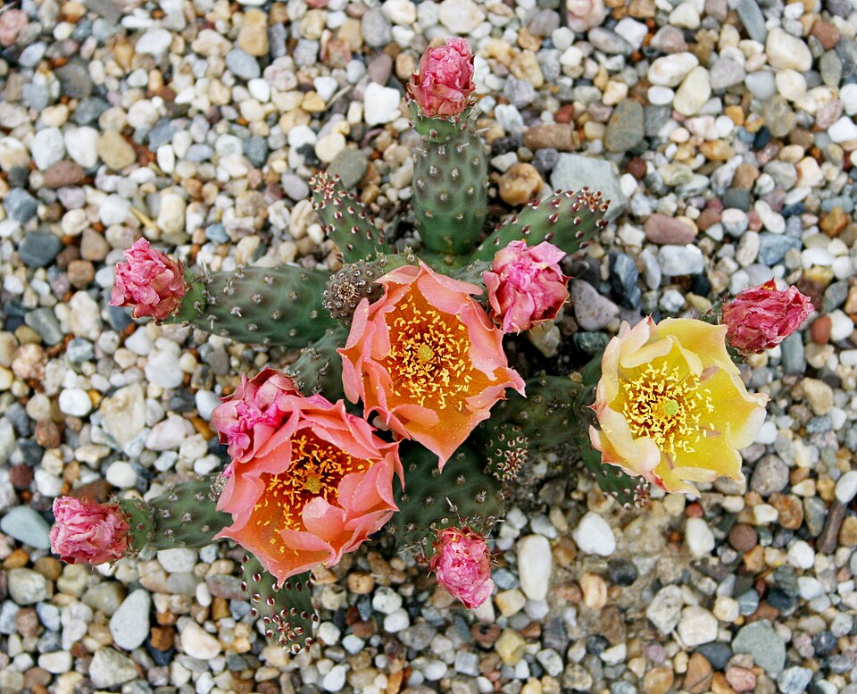 Opuntia fragilis (Brittle Pricklypear) (alternate view 9)
