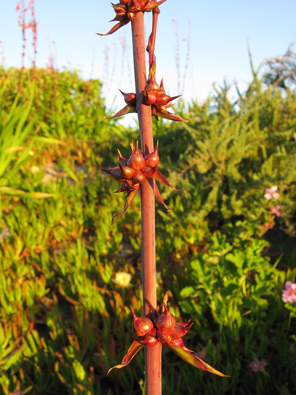 Watsonia meriana (Bulbil Bugle-lily) (alternate view 10)