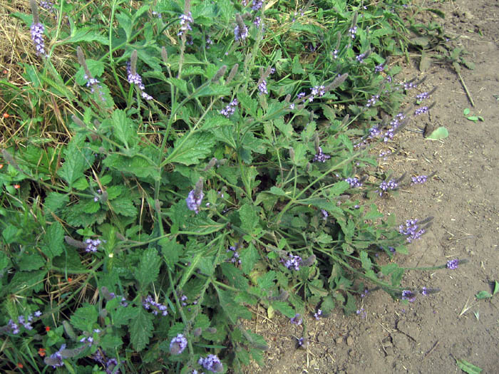 Verbena lasiostachys (western vervain) (alternate view 8)
