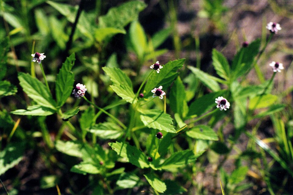 Phyla lanceolata (lanceleaf frogfruit) (alternate view 7)