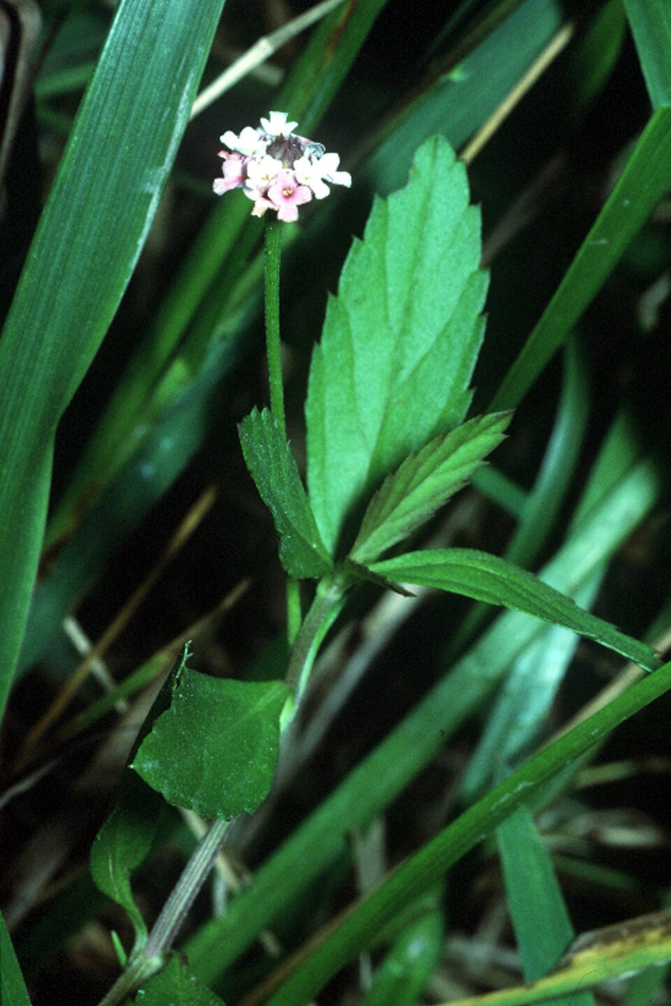 Phyla lanceolata (lanceleaf frogfruit) (alternate view 8)