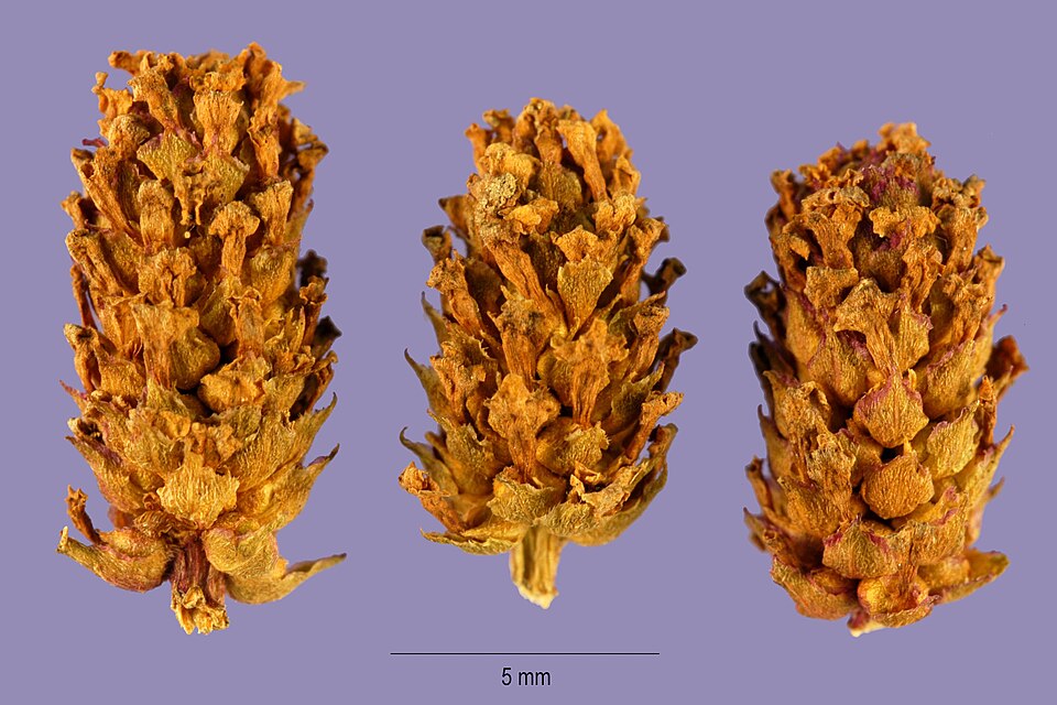 Phyla lanceolata (lanceleaf frogfruit) (alternate view 9)