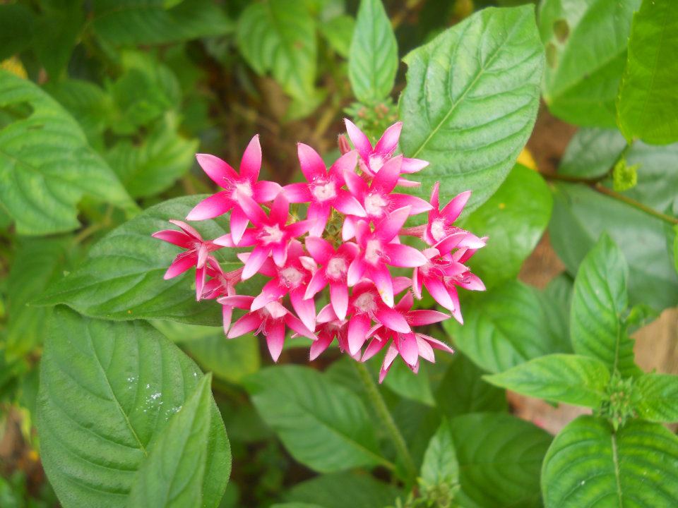 Pentas (alternate view 3)