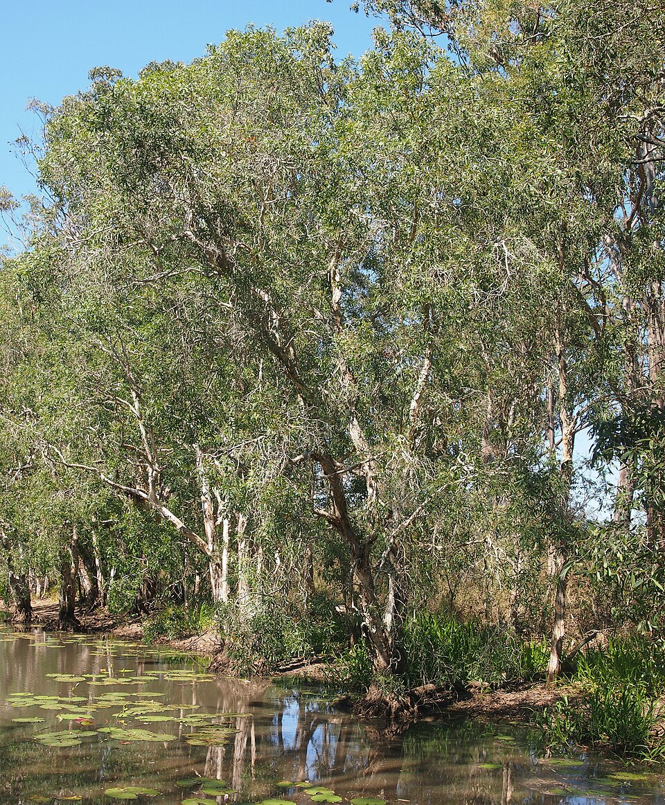 Melaleuca leucadendra (Weeping Paperbark) (alternate view 7)