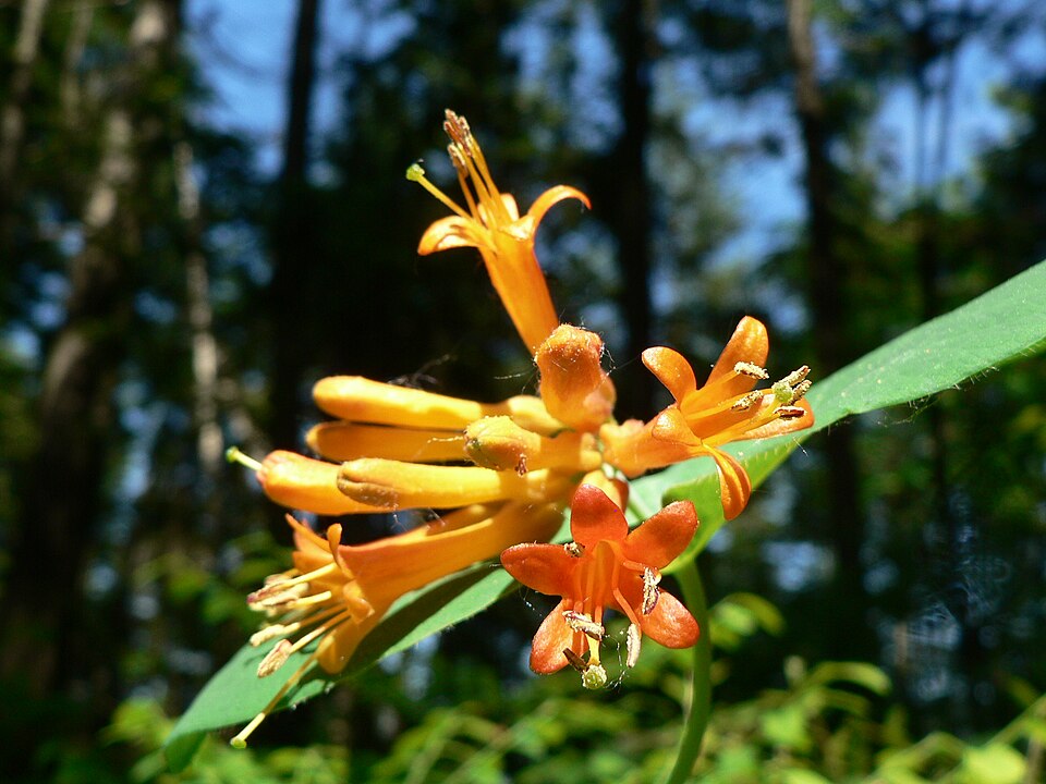 Lonicera ciliosa (trumpet honeysuckle) (alternate view 8)