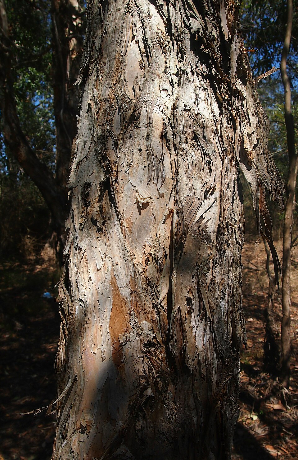 Melaleuca leucadendra (Weeping Paperbark) (alternate view 8)