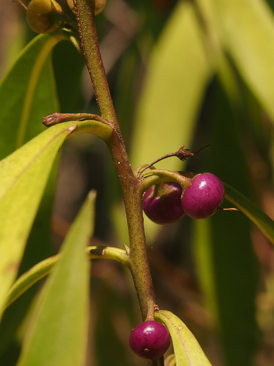 Myoporum montanum (waterbush) (alternate view 7)
