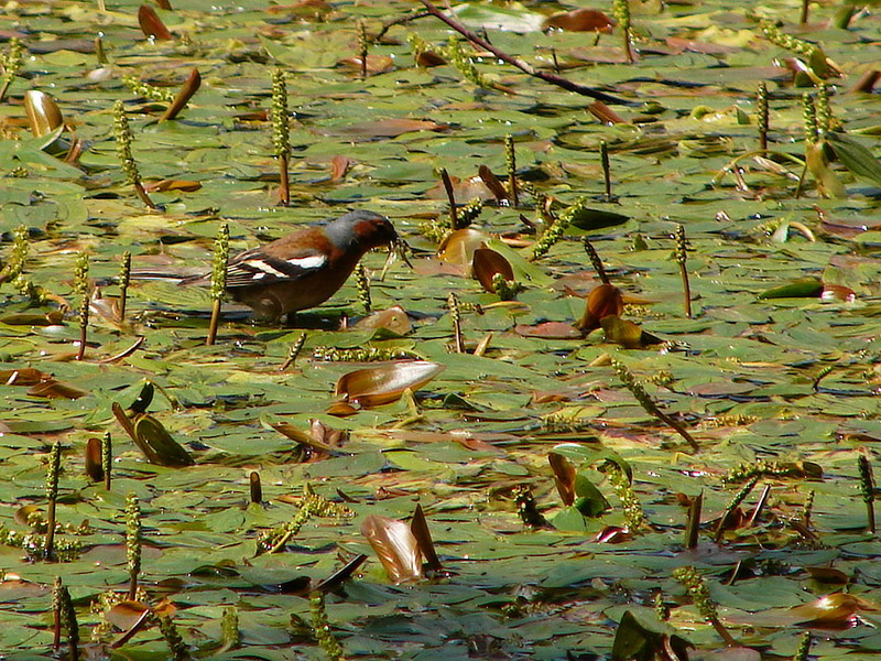 Potamogeton natans (floating-leaved pondweed)