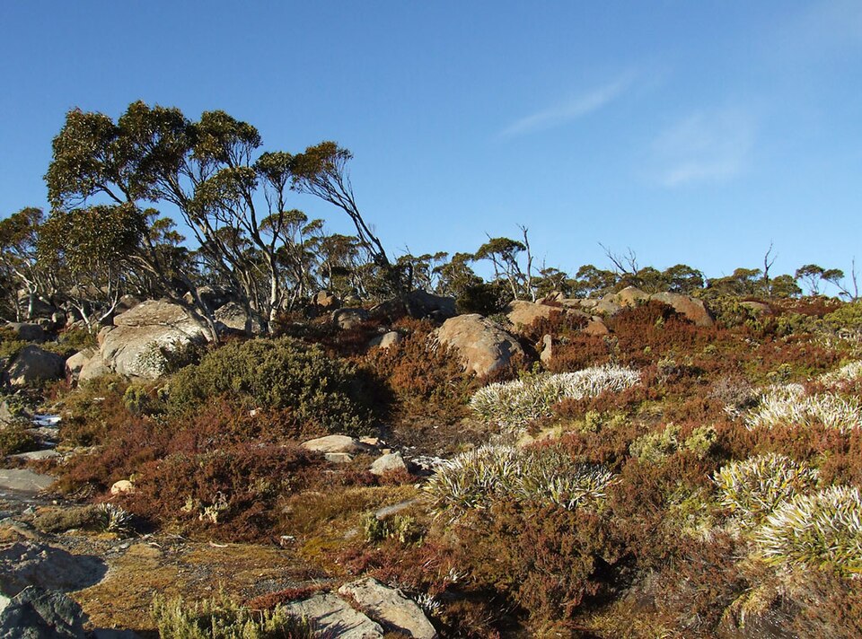 Eucalyptus coccifera (Tasmanian Snow Gum) (alternate view 9)