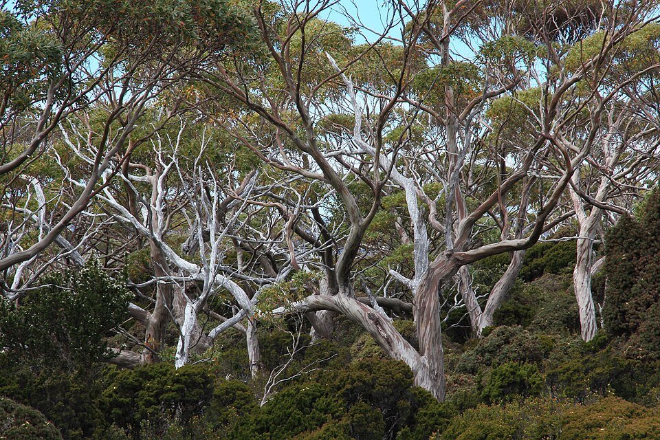 Eucalyptus coccifera (Tasmanian Snow Gum) (alternate view 10)