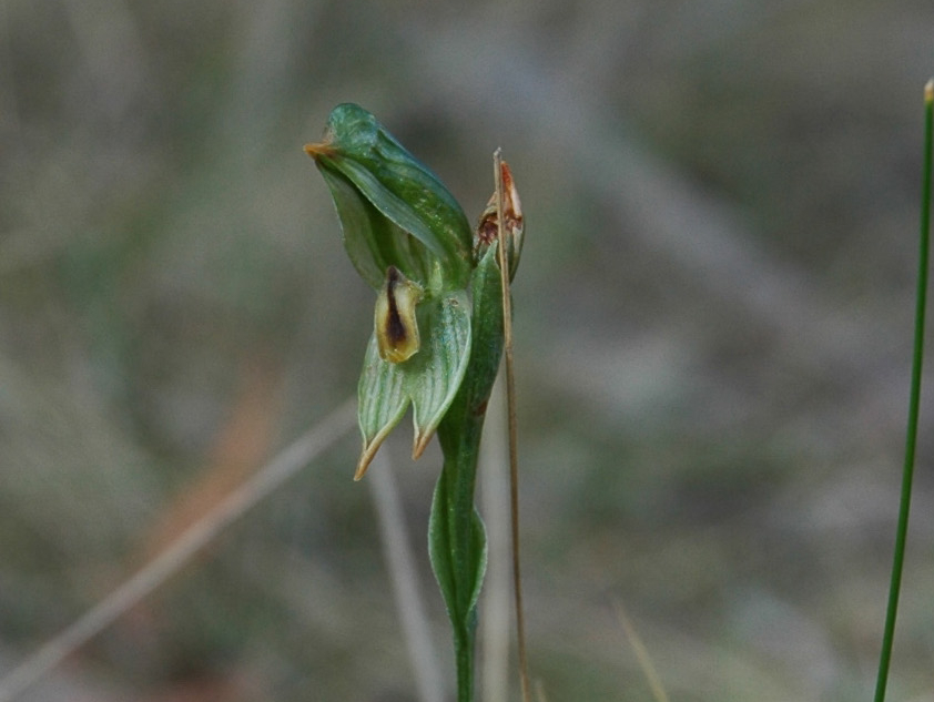 Pterostylis melagramma (tall greenhood) (alternate view 2)