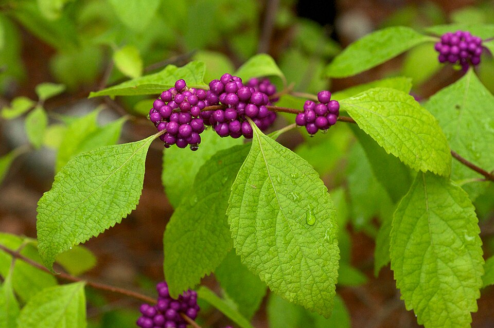 Callicarpa americana (American Beautyberry) (alternate view 7)