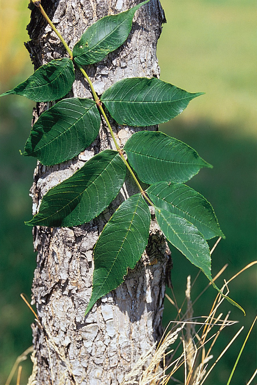 Fraxinus nigra (black ash) (alternate view 8)
