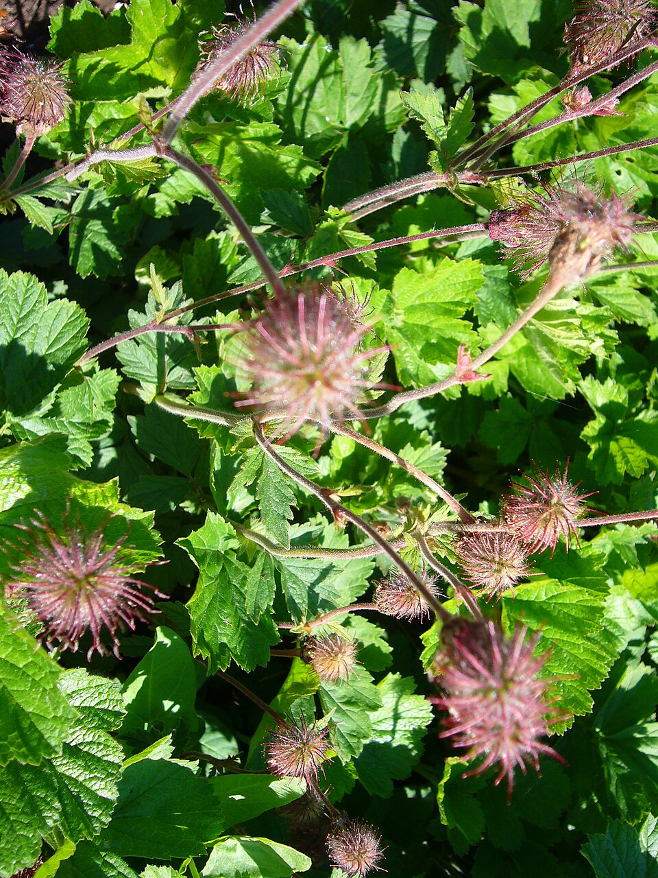 Geum triflorum (Prairie Smoke) (alternate view 6)