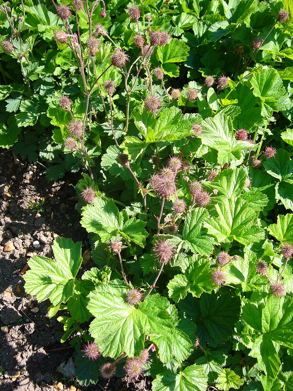Geum triflorum (Prairie Smoke) (alternate view 7)