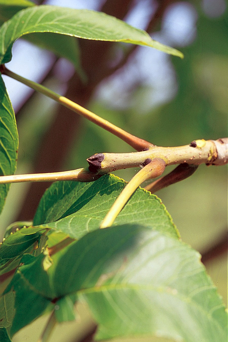 Fraxinus nigra (black ash) (alternate view 9)