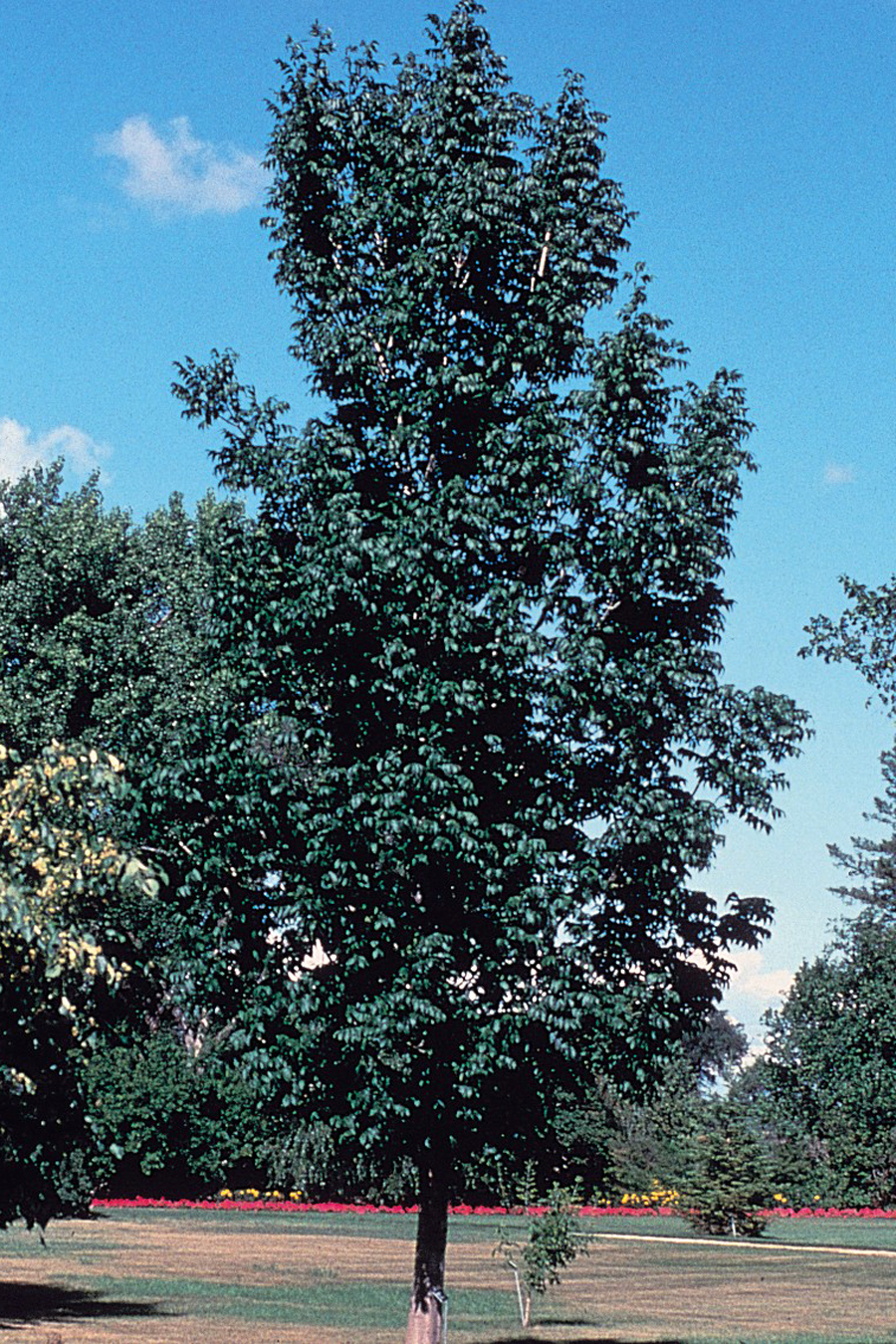 Fraxinus nigra (black ash) (alternate view 10)