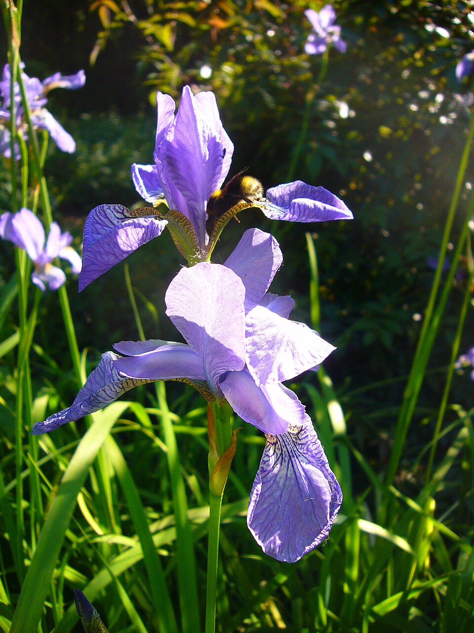 Iris sibirica (Siberian iris) (alternate view 9)