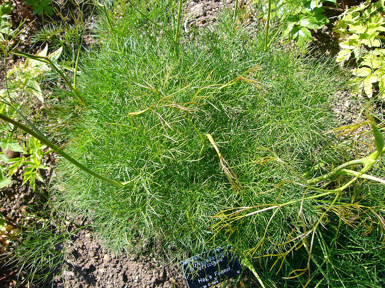 Peucedanum officinale (Hog's Fennel)