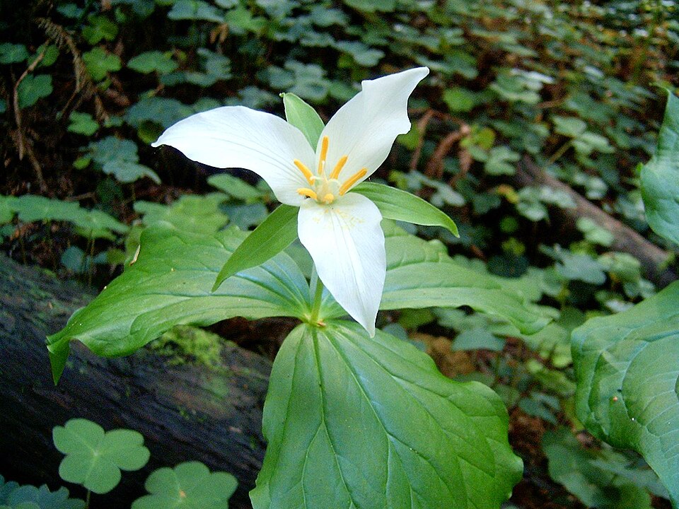 Trillium ovatum (western trillium) (alternate view 6)