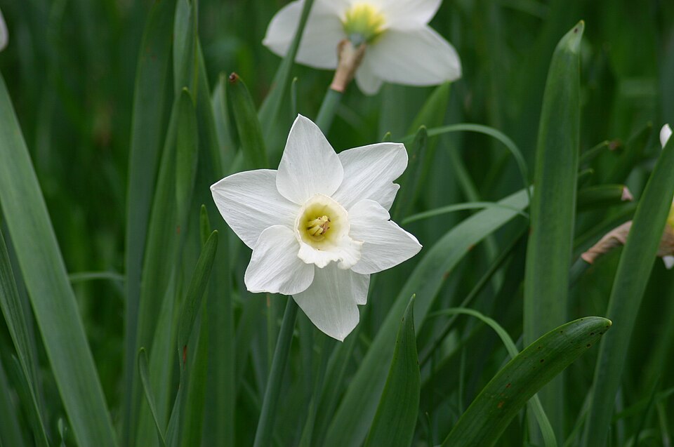 Narcissus 'Mount Hood' (Mount Hood Daffodil) (alternate view 5)