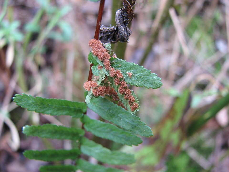 Asplenium platyneuron (ebony spleenwort)