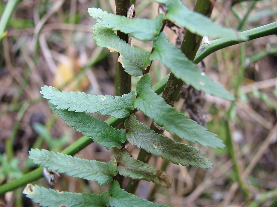 Asplenium platyneuron (ebony spleenwort)
